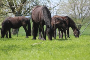 Unsere Fell Pony Herde